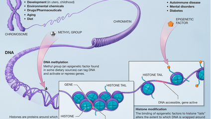 Product image for Intro to Nutrition, Supplementation, the Epigenome, Epigenetics, & Peptide Therapy