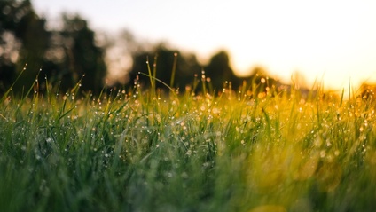 Product image for Vas on Grass