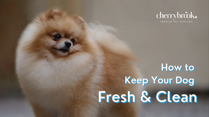 Product image for How to Keep Your Dog Fresh and Clean