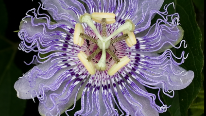 Product image for Herb of the Week
