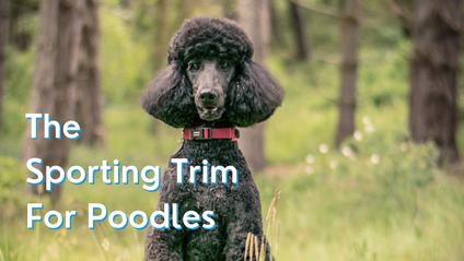 Product image for The Sporting Trim for Poodles
