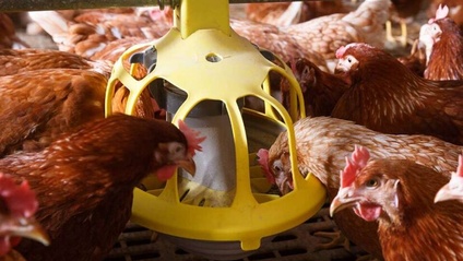 Product image for 2025 Layer Animal Welfare Training