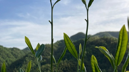 Product image for Tea Cultivars: How Nature Favors Diversity