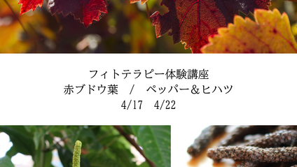 Product image for フィトテラピーお試し講座　赤ブドウ葉　講師向け