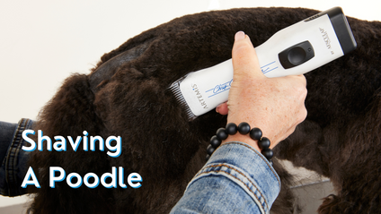 Product image for Shaving a Poodle