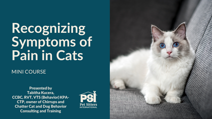 Product image for Mini Course: Recognizing Symptoms of Pain in Cats