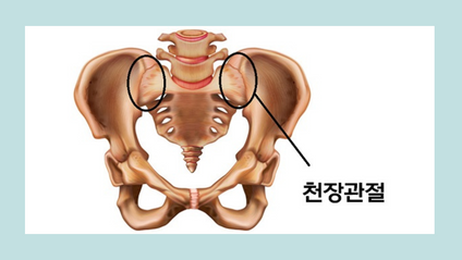 Product image for [재활의 정석] 천장관절