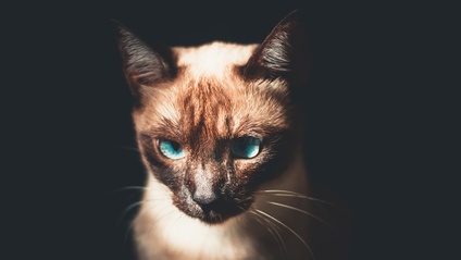Product image for NestJS GraphQL - Schema-first approach