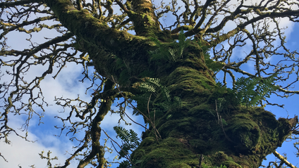 Product image for Myth and Magic of The Trees of Ireland-Ash