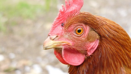 Product image for Poultry Spanish