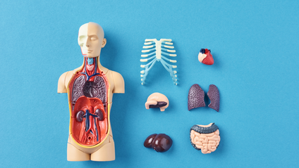 Product image for eBook: Organization of the Human Body