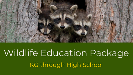 Product image for Waldorf Block: Wildlife Education Courses