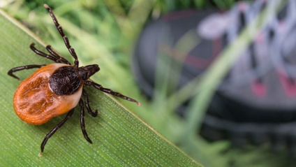 Product image for Case studies in early Lyme disease