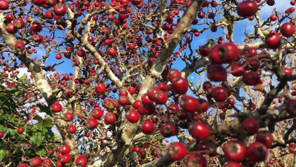 Product image for Myth and Magic of The Trees of Ireland-Hawthorn