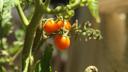 Product image for How to grow backyard vegetable garden