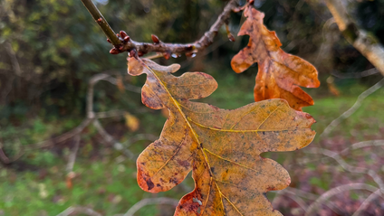 Product image for Myth and Magic of The Trees of Ireland-Oak