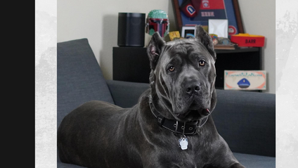 Product image for Trey and Duke's Dog Socialization Guide