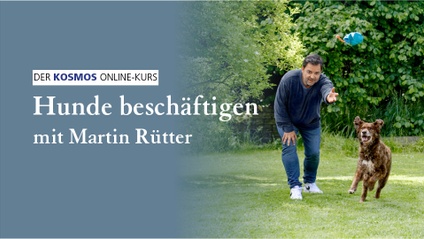 Product image for Hunde beschäftigen mit Martin Rütter