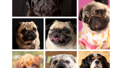 Product image for One on One Pet Photography Coaching