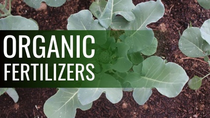 Product image for Using Organic Fertilizer in Vegetable Gardens