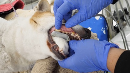 Product image for Dental X-Ray Positioning - On-Demand (Part 1&amp;2) with Live Dog and Cat Demonstration