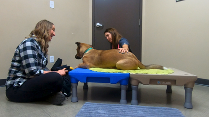 Product image for Get Vet Ready: Foundations for Canine Cooperative Care 