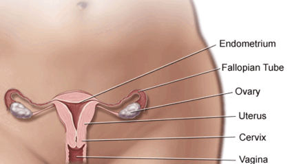 Product image for 🌸 Women’s Menstrual Health Consultation