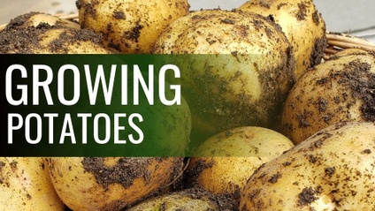 Product image for Growing Potatoes in your backyard garden