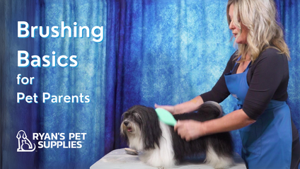 Product image for Brushing Basics for Pet Parents
