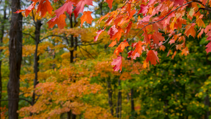 Product image for Sensing the Seasons - Menstrual Cycles in Action