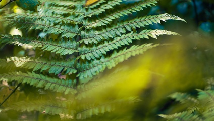 Product image for Kaupapa Māori in Planning
