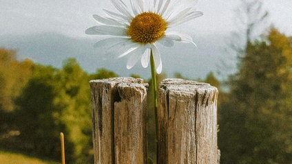 Product image for Overcoming Overwhelm : A Mini-Course for Teacher Wellbeing