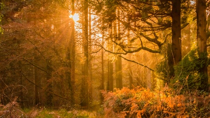 Product image for Return to Your Natural Colours: The Autumns (3rd Ed.)