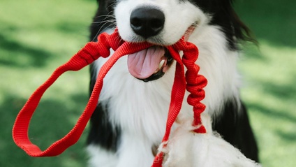 Product image for Leash Legends Level I - Mastering the Basics (online workshop)