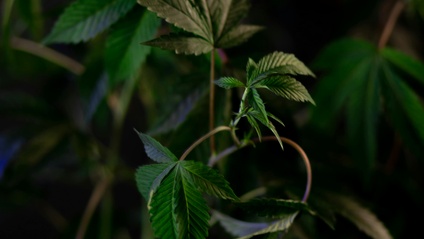 Product image for Psychoactive Herbs and Sacred Plant Allies
