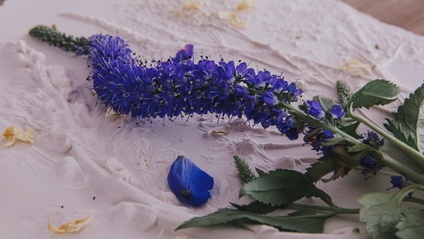 Product image for Captured, Casting Nature Workshop