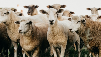 Product image for Shepherding Through Pain