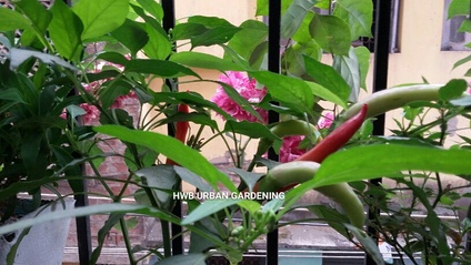 Product image for How To  Make Your   Breathtaking  Oxygen Rich Balcony   Garden In 30 Days