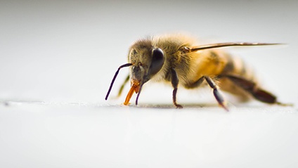 Product image for Apitherapy: The Beehive Pharmacy