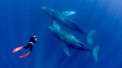 Product image for The 5 Minute Freediver - Freediving Course