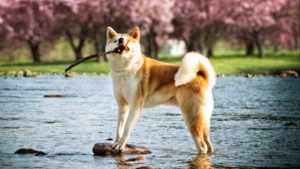 Product image for Such Elegance, Wow.