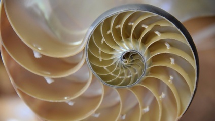 Product image for Biomimicry Basics