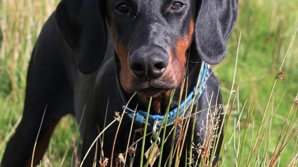 Product image for POSITIVE PUPPYHOOD