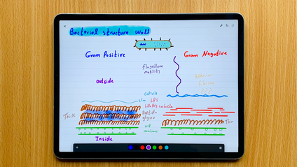 Product image for Bacteriology علم البكتيريات