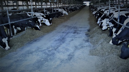Product image for A to Z of Scientific Dairy Farming
