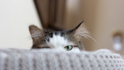 Product image for 〔単発〕LESSON5：猫の免疫とワクチン接種を知る