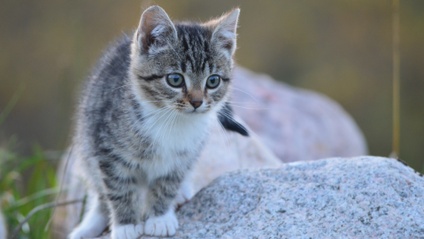 Product image for 〔単発〕LESSON1：猫を知る〜猫ってこんな生き物