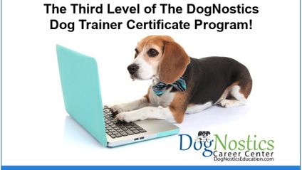Product image for Gain Your Dog Training Master Course Certificate!