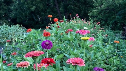 Product image for Diversifying your Farm with Cut Flowers