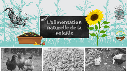 Product image for L'alimentation naturelle et autonome de la volaille